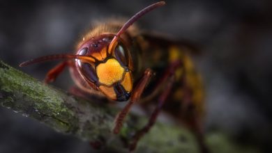 yellow jacket wasp macro photography