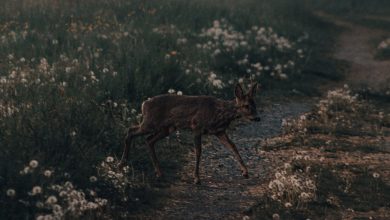 doe walking near path in forest