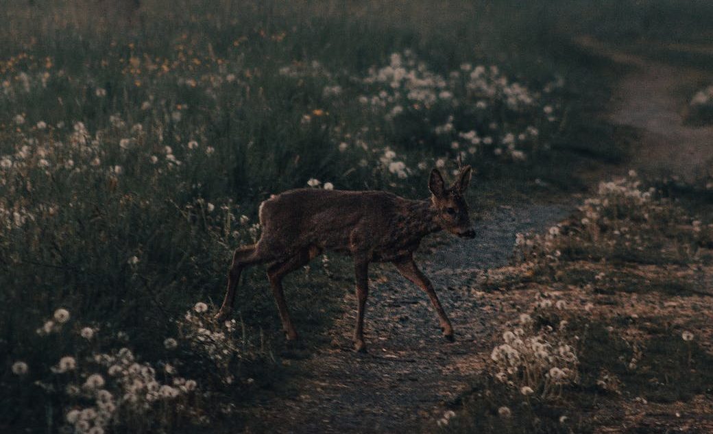 doe walking near path in forest
