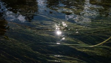 green grass on body of water