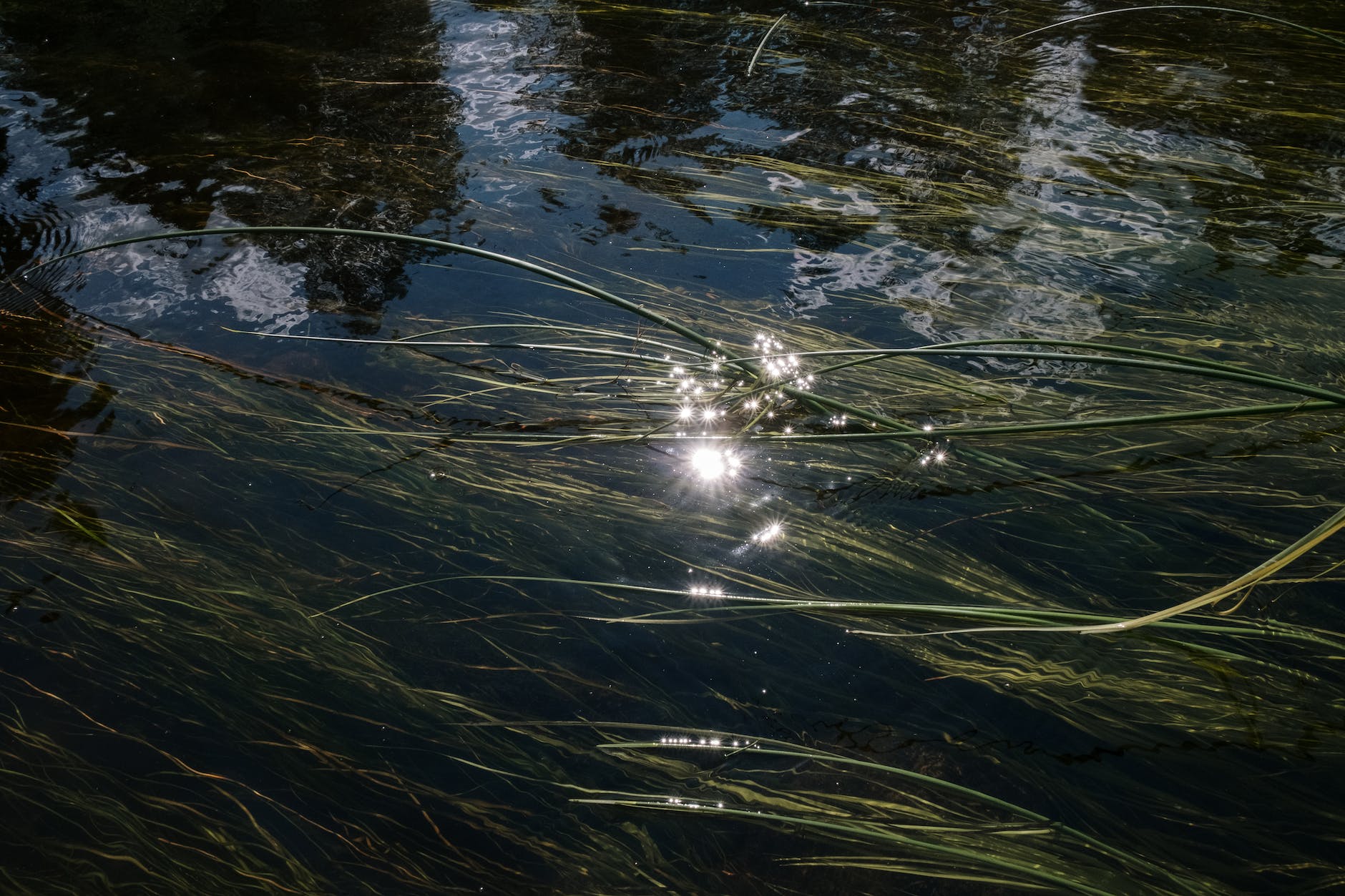 green grass on body of water