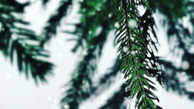 selective color photography of pine leaf